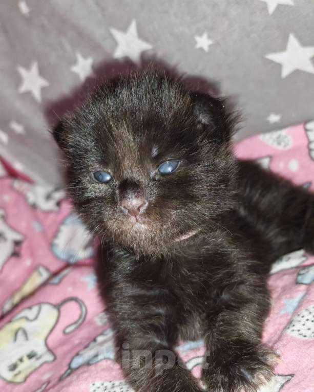 Кошки в Перми: Котенок мейн-кун Девочка, 45 000 руб. - фото 1