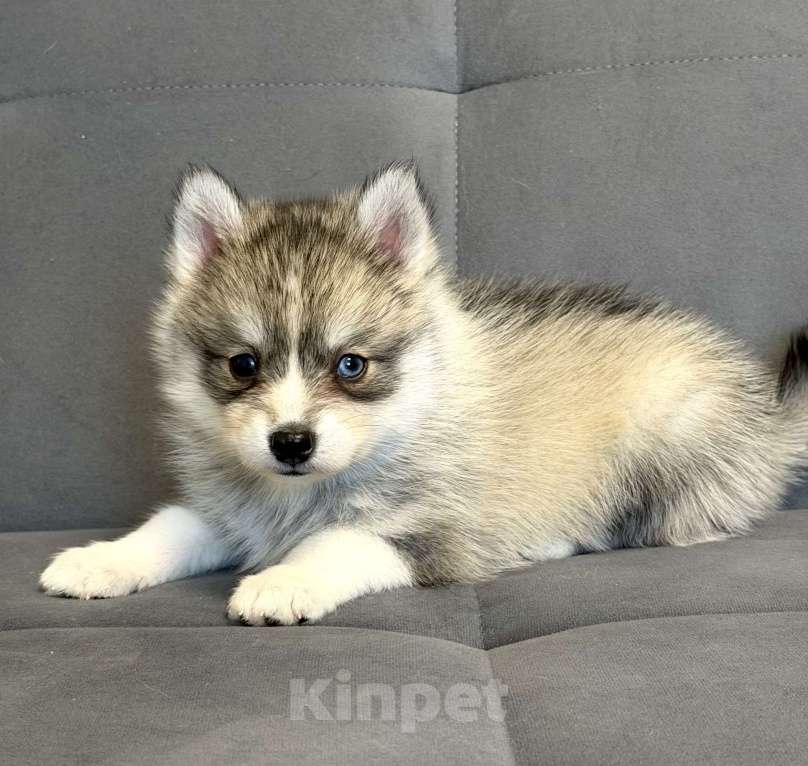 Собаки в Санкт-Петербурге: Мальчик помски Мальчик, 60 000 руб. - фото 3