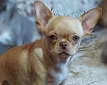 Собаки в Новосибирске: Девочка Чихуахуа  Девочка, Бесплатно - фото 1