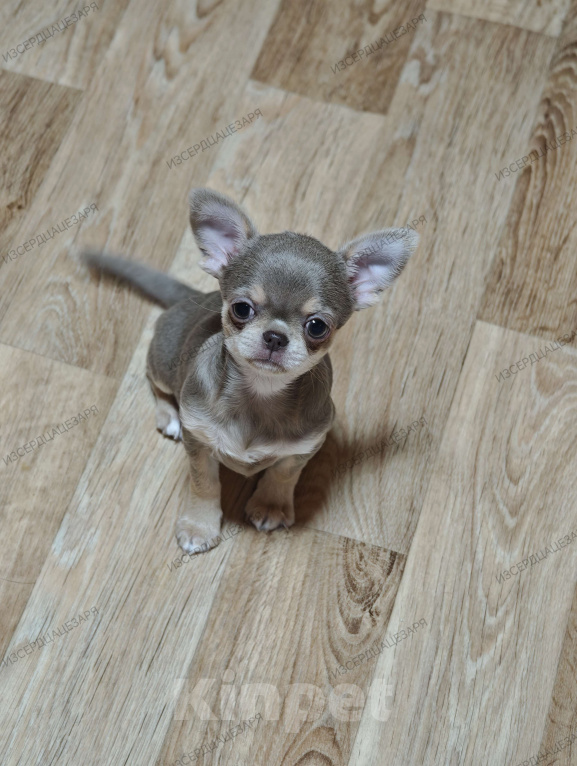 Собаки в Москве: Девочка лилового окраса Девочка, 65 000 руб. - фото 2