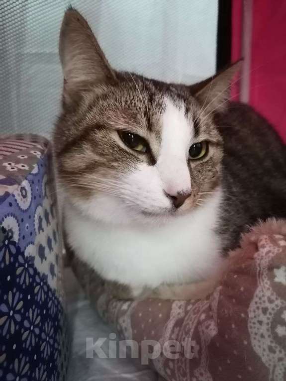 Кошки в Москве: Временное недоразумение а не кот в приюте Мальчик, Бесплатно - фото 2