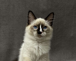 Кошки в Благовещенске: Котенок Невская маскарадная  Мальчик, 43 000 руб. - фото 1