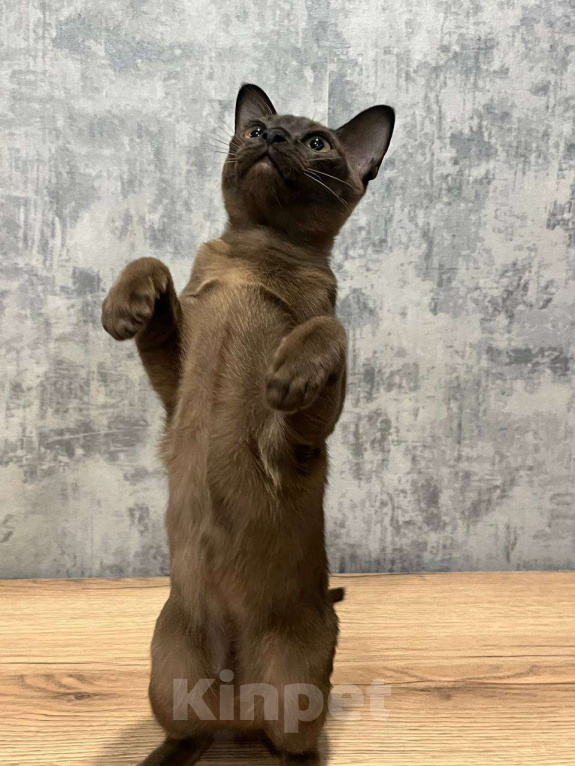 Кошки в Казани: Европейская бурма Девочка, 50 000 руб. - фото 3