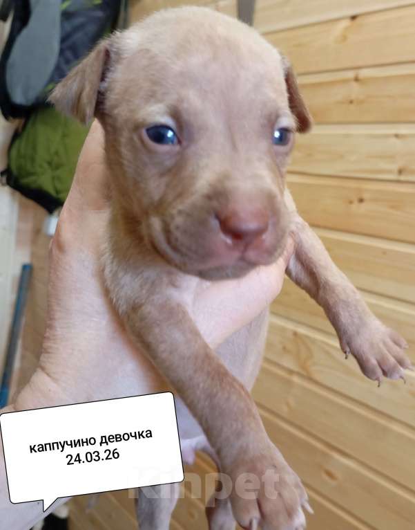 Собаки в других городах Московской области: Американский питбультерьер щенок девочка Девочка, 50 000 руб. - фото 4