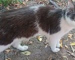 Кошки в Барнауле: Пропал 12.10.23 г. котейка, черно-белый, острые ушки, белая мордочка,кличка-Остроушек.   Мальчик, 1 000 руб. - фото 1