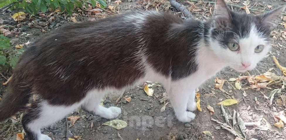 Кошки в Барнауле: Пропал 12.10.23 г. котейка, черно-белый, острые ушки, белая мордочка,кличка-Остроушек.   Мальчик, 1 000 руб. - фото 1