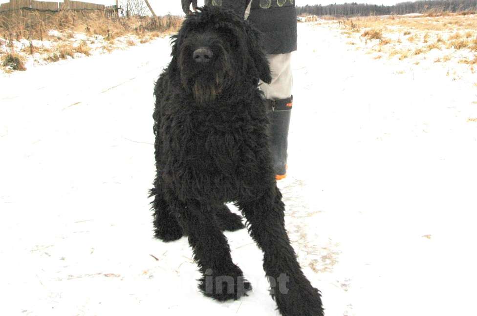 Собаки в Москве: Русский черный терьер в добрые руки Мальчик, Бесплатно - фото 5