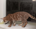 Кошки в Лыткарино: Бенгальский котенок мальчик  Майбах документами  Мальчик, 19 000 руб. - фото 1