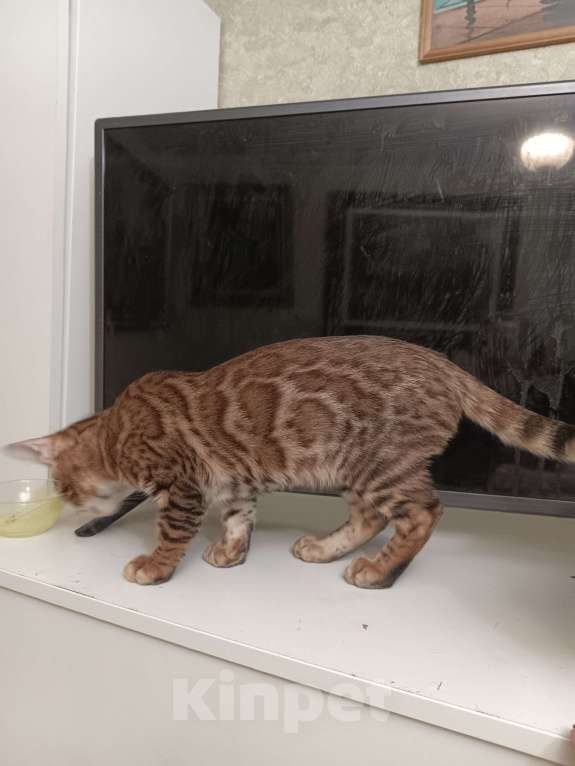 Кошки в Лыткарино: Бенгальский котенок мальчик  Майбах документами  Мальчик, 19 000 руб. - фото 1