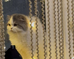 Кошки в Москве: Шотландский прямоухий котенок Хайленд страйт  Мальчик, Бесплатно - фото 3