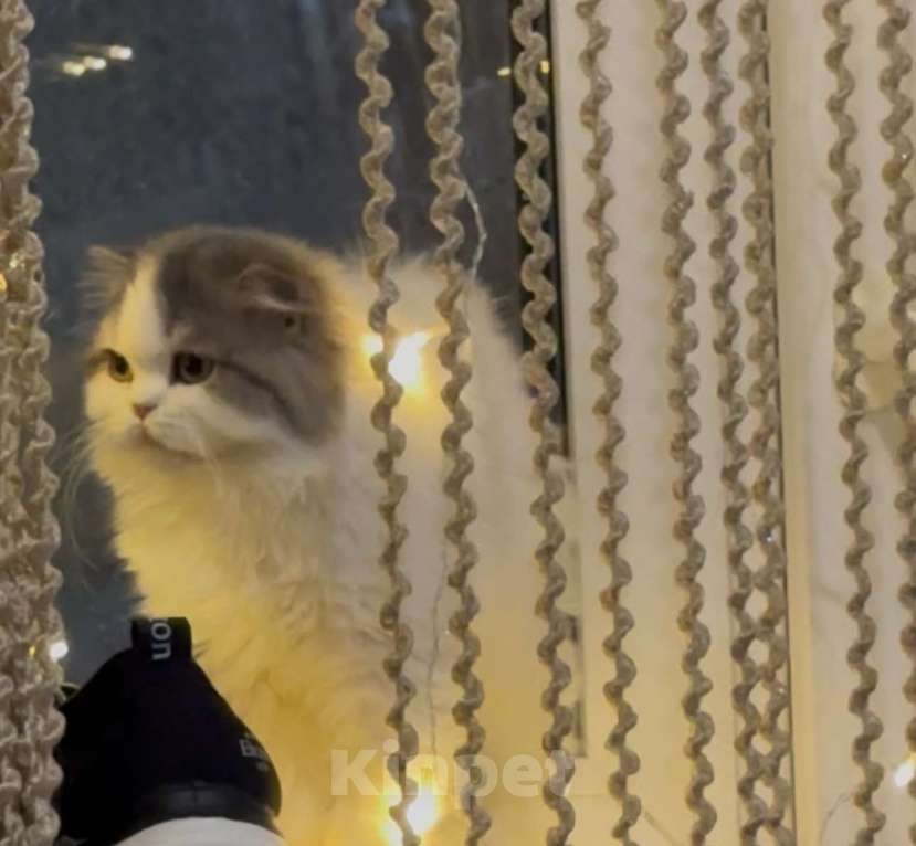 Кошки в Москве: Шотландский прямоухий котенок Хайленд страйт  Мальчик, Бесплатно - фото 3