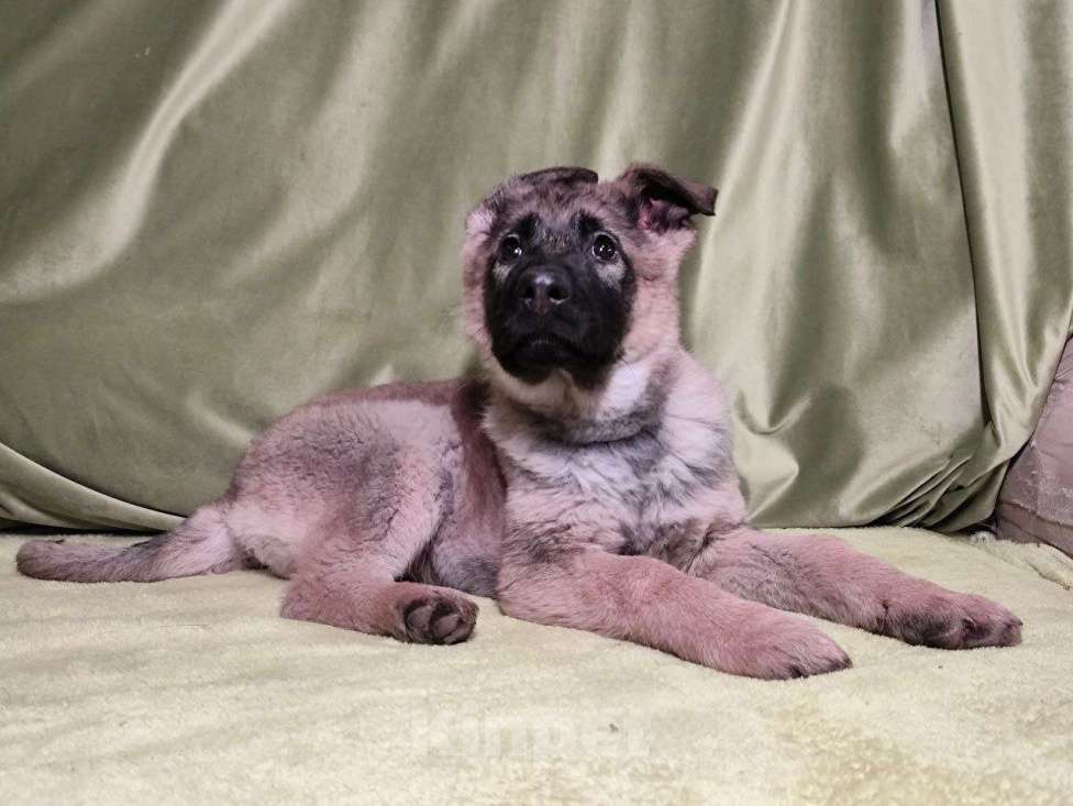 Собаки в Москве: Немецкая овчарка, щенок, 3 месяца Мальчик, 25 000 руб. - фото 3