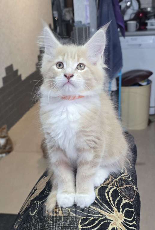 Кошки в Москве: Девочка 2 Девочка, 20 000 руб. - фото 1