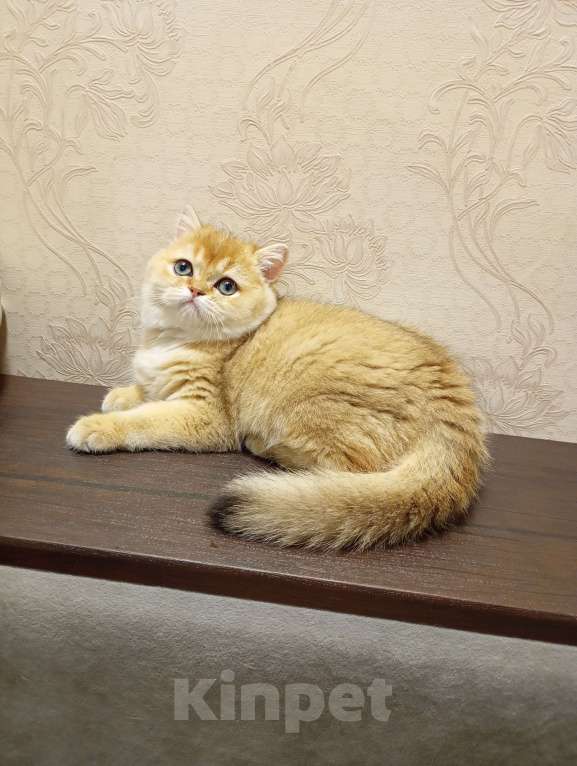 Кошки в Москве: Шотландский котик страйт Мальчик, 150 000 руб. - фото 7