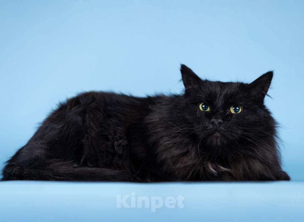 Кошки в Москве: Пушистый чёрный кот Чарли в добрые руки Мальчик, 1 руб. - фото 5