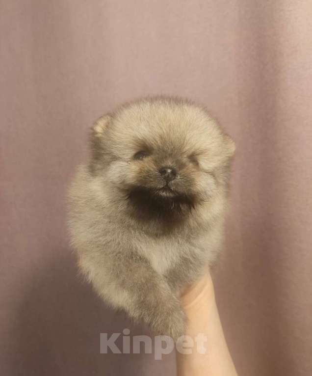 Собаки в Новосибирске: Щенки померанского шпица  Мальчик, Бесплатно - фото 1