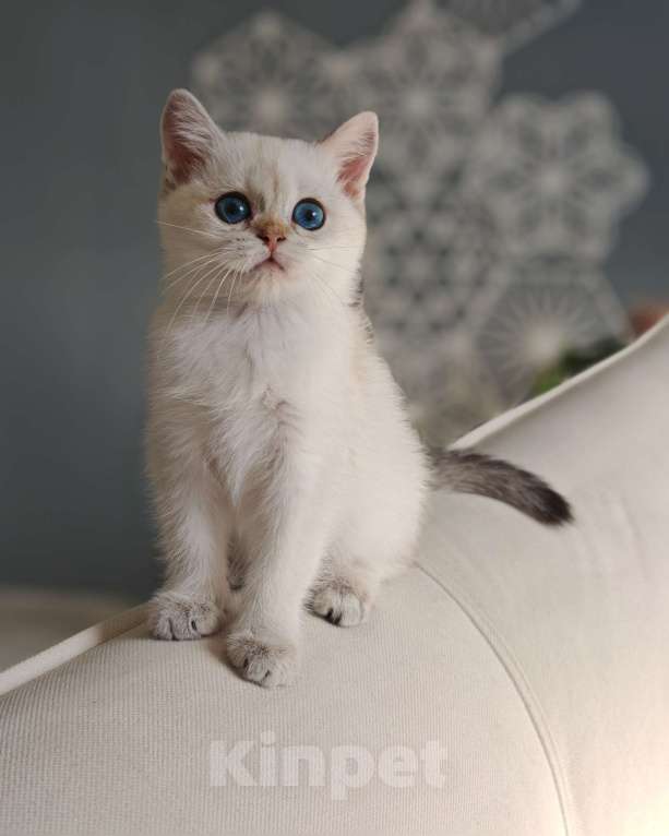 Кошки в Москве: Шотландская кошечка с голубыми глазами Девочка, 75 000 руб. - фото 3