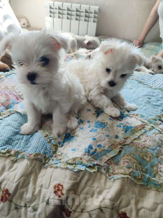 Собаки в Туле: Добровей Девочка, Бесплатно - фото 2