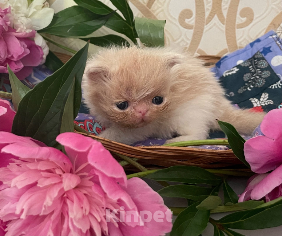 Кошки в других городах Омской области: Котята персы, мальчики, к раннему бронированию Мальчик, 40 000 руб. - фото 3