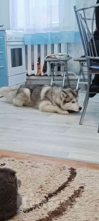 Собаки в Рассказово: Потерялась Хаски зовут АФИНА Девочка, 15 000 руб. - фото 1