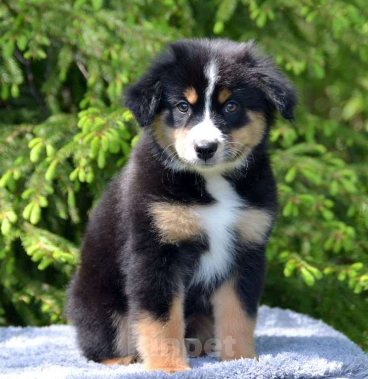 Собаки в Москве: Щенки Миниатюрная Американская овчарка  Мальчик, 130 000 руб. - фото 2