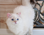 Кошки в Рыбинске: Британский голубоглазый длинношерстный мальчик Мальчик, 20 000 руб. - фото 3