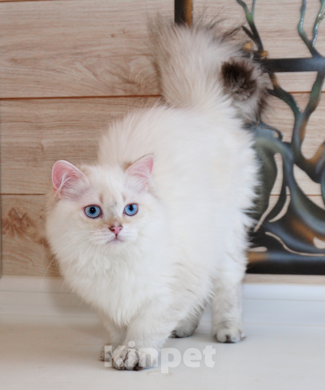 Кошки в Рыбинске: Британский голубоглазый длинношерстный мальчик Мальчик, 20 000 руб. - фото 3