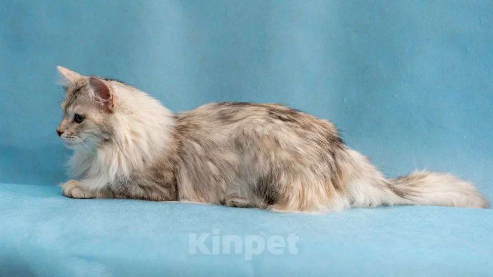 Кошки в Москве: Красивая кошка Медуля в добрые руки  Девочка, Бесплатно - фото 4