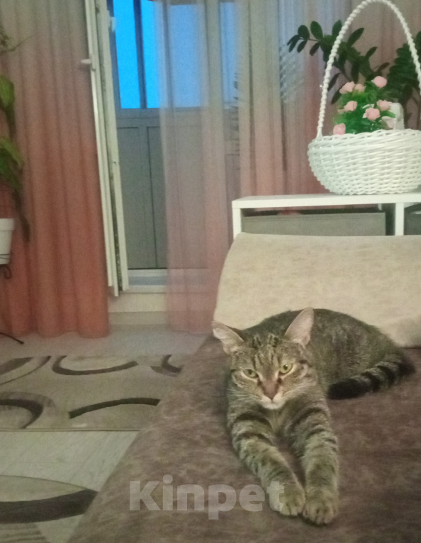 Кошки в Новосибирске: Отдам милую кошечку Девочка, Бесплатно - фото 2