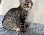 Кошки в Ореховом-Зуево: Котенок в добрые руки Девочка, Бесплатно - фото 5
