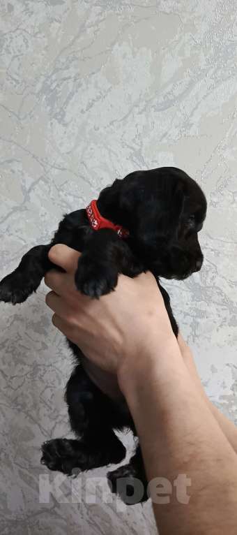 Собаки в других городах Башкортостана: Продаётся Девочка, 20 000 руб. - фото 1