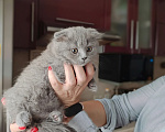 Кошки в Электростали: Шотландский вислоухий котёнок Девочка, 15 000 руб. - фото 2