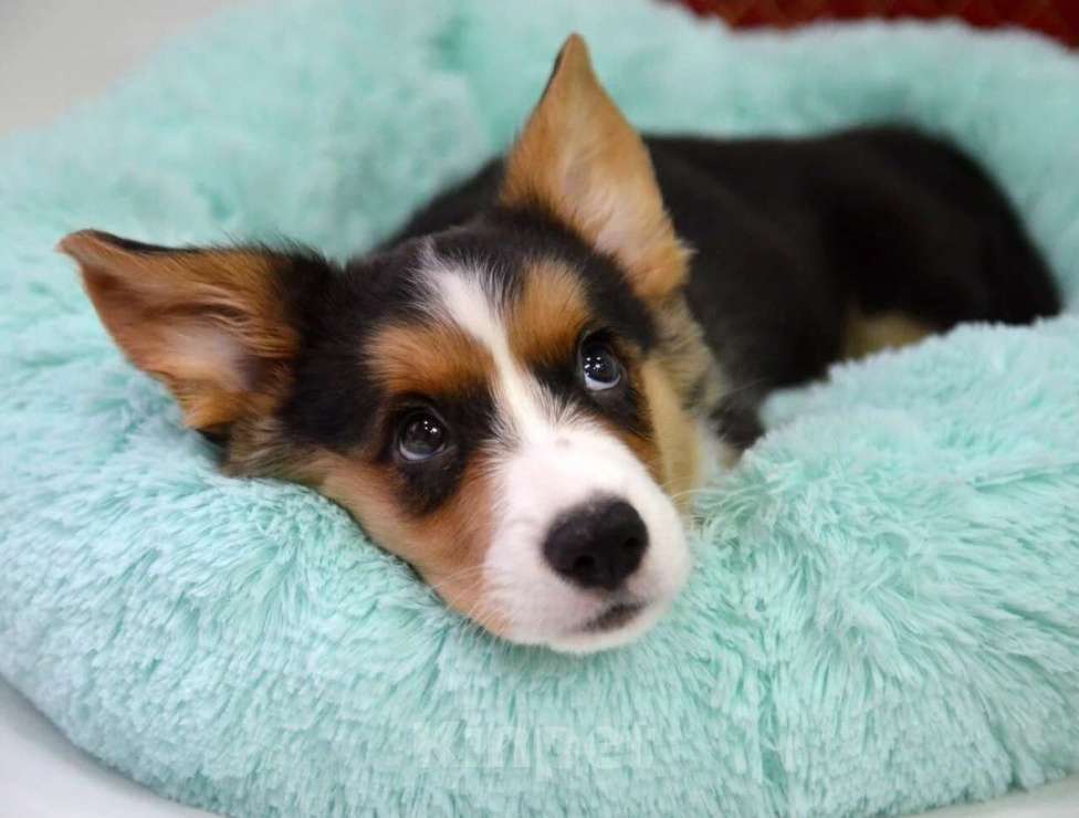 Собаки в Москве: Марлон Вельш-корги-кардиган  Мальчик, 50 000 руб. - фото 2