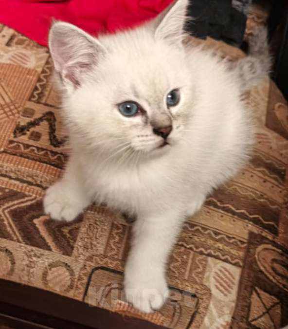 Кошки в Москве: Голубоглазый мальчик Мальчик, 5 000 руб. - фото 2