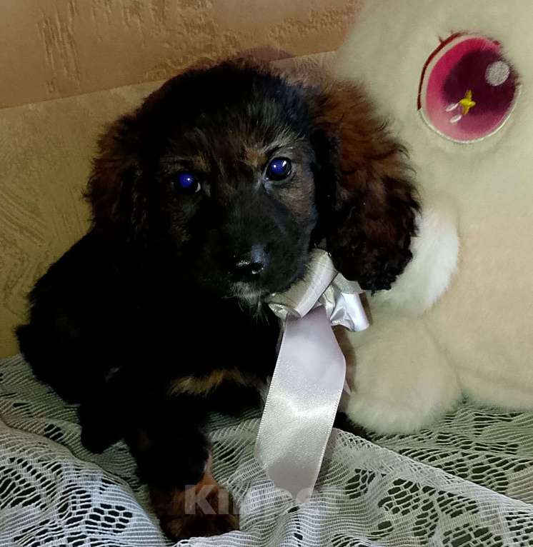 Собаки в Екатеринбурге: Милашки Девочка, 35 000 руб. - фото 2