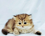 Кошки в Сарове: Шотландский котенок Девочка, Бесплатно - фото 1