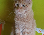 Кошки в Дмитрове: Мейн-кун полидакт Мальчик, 75 000 руб. - фото 5