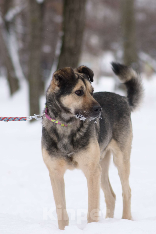 Собаки в Москве: Лютик Мальчик, Бесплатно - фото 4