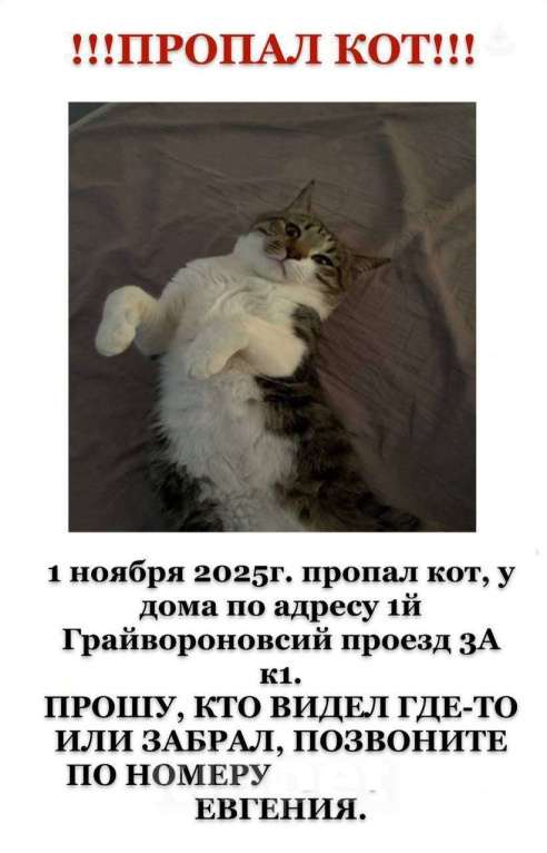 Кошки в Москве: Потерялся Кот,кличка Крис Мальчик, 1 000 000 руб. - фото 1