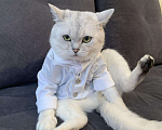 Кошки в Нытве: Кот на Вязку ищут себе невесту на своём территорию, 1 000 руб. - фото 5
