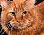 Кошки в Оленегорске: Мейн кун котик, 18 000 руб. - фото 8