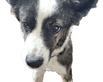 Собаки в Воркуте: Отдам в добрые руки Девочка, Бесплатно - фото 1