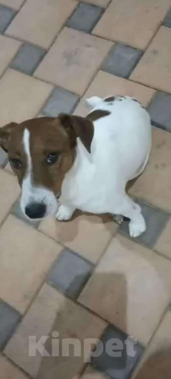 Собаки в других городах Краснодарского края: Продам срочно! Мальчик, 15 000 руб. - фото 2