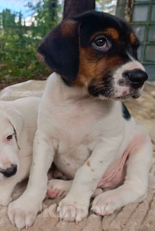 Собаки в Москве: Кевин Мальчик, Бесплатно - фото 4