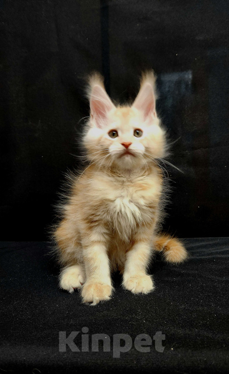 Кошки в Красногорске: Котенок мейн-кун  Мальчик, 60 000 руб. - фото 2