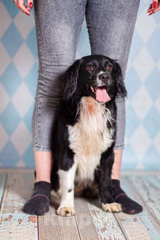 Собаки в Москве: Черный спаниель Таис в добрые руки Мальчик, 1 руб. - фото 3