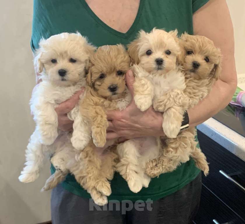 Собаки в Санкт-Петербурге: Мальтипу Ф1 мини мальчик Мальчик, 100 000 руб. - фото 1