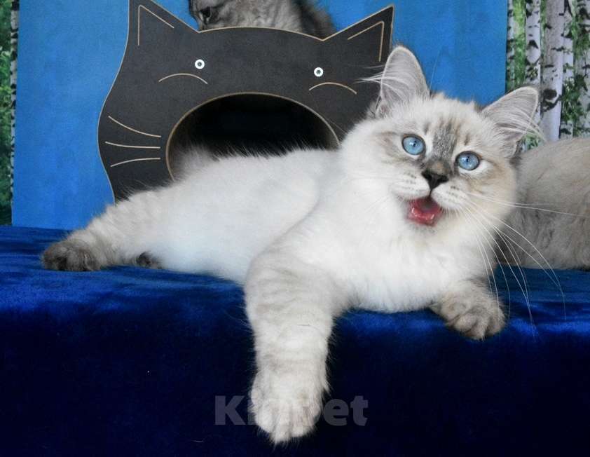 Кошки в Москве: Котята Невские маскарадные Девочка, Бесплатно - фото 2