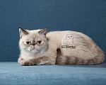 Кошки в Тюмени: Экзот, Экзотические короткошерстные котята Девочка, Бесплатно - фото 1