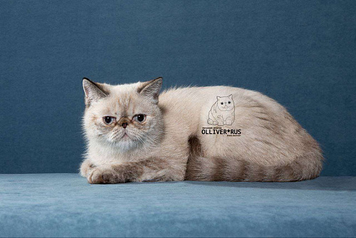Экзот, Экзотические короткошерстные котята